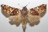  (Hapigia cresusDHJ04 - 17-SRNP-103913)  @14 [ ] CreativeCommons - Attribution Non-Commercial Share-Alike (2018) Daniel H. Janzen Guanacaste Dry Forest Conservation Fund