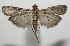  ( - 17-SRNP-103936)  @11 [ ] CreativeCommons - Attribution Non-Commercial Share-Alike (2018) Daniel H. Janzen Guanacaste Dry Forest Conservation Fund