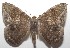  ( - 17-SRNP-104115)  @15 [ ] CreativeCommons - Attribution Non-Commercial Share-Alike (2018) Daniel H. Janzen Guanacaste Dry Forest Conservation Fund