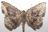  ( - 17-SRNP-104122)  @11 [ ] CreativeCommons - Attribution Non-Commercial Share-Alike (2018) Daniel H. Janzen Guanacaste Dry Forest Conservation Fund