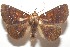  ( - 17-SRNP-104216)  @11 [ ] CreativeCommons - Attribution Non-Commercial Share-Alike (2018) Daniel H. Janzen Guanacaste Dry Forest Conservation Fund