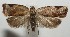  ( - 17-SRNP-104383)  @11 [ ] CreativeCommons - Attribution Non-Commercial Share-Alike (2018) Daniel H. Janzen Guanacaste Dry Forest Conservation Fund