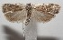  (Antaeotricha BioLep9449 - 17-SRNP-104386)  @11 [ ] CreativeCommons - Attribution Non-Commercial Share-Alike (2018) Daniel H. Janzen Guanacaste Dry Forest Conservation Fund
