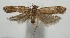  ( - 17-SRNP-104390)  @13 [ ] CreativeCommons - Attribution Non-Commercial Share-Alike (2018) Daniel H. Janzen Guanacaste Dry Forest Conservation Fund