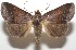  ( - 17-SRNP-104464)  @14 [ ] CreativeCommons - Attribution Non-Commercial Share-Alike (2018) Daniel H. Janzen Guanacaste Dry Forest Conservation Fund