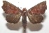  ( - 17-SRNP-104465)  @14 [ ] CreativeCommons - Attribution Non-Commercial Share-Alike (2018) Daniel H. Janzen Guanacaste Dry Forest Conservation Fund