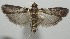  ( - 17-SRNP-104514)  @11 [ ] CreativeCommons - Attribution Non-Commercial Share-Alike (2018) Daniel H. Janzen Guanacaste Dry Forest Conservation Fund