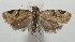  ( - 17-SRNP-104516)  @11 [ ] CreativeCommons - Attribution Non-Commercial Share-Alike (2018) Daniel H. Janzen Guanacaste Dry Forest Conservation Fund