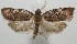  ( - 17-SRNP-104518)  @13 [ ] CreativeCommons - Attribution Non-Commercial Share-Alike (2018) Daniel H. Janzen Guanacaste Dry Forest Conservation Fund