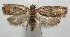  ( - 17-SRNP-104519)  @13 [ ] CreativeCommons - Attribution Non-Commercial Share-Alike (2018) Daniel H. Janzen Guanacaste Dry Forest Conservation Fund