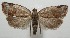  ( - 17-SRNP-104520)  @11 [ ] CreativeCommons - Attribution Non-Commercial Share-Alike (2018) Daniel H. Janzen Guanacaste Dry Forest Conservation Fund