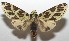  ( - 17-SRNP-104539)  @14 [ ] CreativeCommons - Attribution Non-Commercial Share-Alike (2018) Daniel H. Janzen Guanacaste Dry Forest Conservation Fund