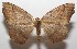  ( - 17-SRNP-104624)  @14 [ ] CreativeCommons - Attribution Non-Commercial Share-Alike (2018) Daniel H. Janzen Guanacaste Dry Forest Conservation Fund