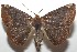  ( - 17-SRNP-104705)  @13 [ ] CreativeCommons - Attribution Non-Commercial Share-Alike (2018) Daniel H. Janzen Guanacaste Dry Forest Conservation Fund