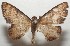  ( - 17-SRNP-104712)  @11 [ ] CreativeCommons - Attribution Non-Commercial Share-Alike (2018) Daniel H. Janzen Guanacaste Dry Forest Conservation Fund