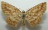  ( - 17-SRNP-104737)  @11 [ ] CreativeCommons - Attribution Non-Commercial Share-Alike (2018) Daniel H. Janzen Guanacaste Dry Forest Conservation Fund
