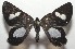  ( - 17-SRNP-104854)  @11 [ ] CreativeCommons - Attribution Non-Commercial Share-Alike (2018) Daniel H. Janzen Guanacaste Dry Forest Conservation Fund