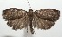  ( - 17-SRNP-104913)  @11 [ ] CreativeCommons - Attribution Non-Commercial Share-Alike (2018) Daniel H. Janzen Guanacaste Dry Forest Conservation Fund