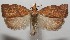  ( - 17-SRNP-104914)  @13 [ ] CreativeCommons - Attribution Non-Commercial Share-Alike (2018) Daniel H. Janzen Guanacaste Dry Forest Conservation Fund