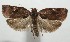  ( - 17-SRNP-104922)  @13 [ ] CreativeCommons - Attribution Non-Commercial Share-Alike (2018) Daniel H. Janzen Guanacaste Dry Forest Conservation Fund