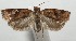  ( - 17-SRNP-104923)  @13 [ ] CreativeCommons - Attribution Non-Commercial Share-Alike (2018) Daniel H. Janzen Guanacaste Dry Forest Conservation Fund