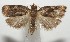  ( - 17-SRNP-104929)  @13 [ ] CreativeCommons - Attribution Non-Commercial Share-Alike (2018) Daniel H. Janzen Guanacaste Dry Forest Conservation Fund