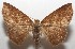 (Sabulodes exsecrata - 17-SRNP-105089)  @15 [ ] CreativeCommons - Attribution Non-Commercial Share-Alike (2018) Daniel H. Janzen Guanacaste Dry Forest Conservation Fund