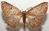  ( - 17-SRNP-105092)  @11 [ ] CreativeCommons - Attribution Non-Commercial Share-Alike (2018) Daniel H. Janzen Guanacaste Dry Forest Conservation Fund