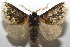  ( - 17-SRNP-105244)  @11 [ ] CreativeCommons - Attribution Non-Commercial Share-Alike (2018) Daniel H. Janzen Guanacaste Dry Forest Conservation Fund