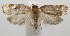  ( - 17-SRNP-105282)  @13 [ ] CreativeCommons - Attribution Non-Commercial Share-Alike (2018) Daniel H. Janzen Guanacaste Dry Forest Conservation Fund