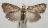  ( - 17-SRNP-105290)  @13 [ ] CreativeCommons - Attribution Non-Commercial Share-Alike (2018) Daniel H. Janzen Guanacaste Dry Forest Conservation Fund