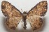  ( - 17-SRNP-105328)  @11 [ ] CreativeCommons - Attribution Non-Commercial Share-Alike (2018) Daniel H. Janzen Guanacaste Dry Forest Conservation Fund