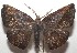  ( - 17-SRNP-105362)  @11 [ ] CreativeCommons - Attribution Non-Commercial Share-Alike (2018) Daniel H. Janzen Guanacaste Dry Forest Conservation Fund