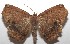  ( - 17-SRNP-105367)  @13 [ ] CreativeCommons - Attribution Non-Commercial Share-Alike (2018) Daniel H. Janzen Guanacaste Dry Forest Conservation Fund
