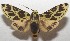  ( - 17-SRNP-105391)  @14 [ ] CreativeCommons - Attribution Non-Commercial Share-Alike (2018) Daniel H. Janzen Guanacaste Dry Forest Conservation Fund