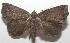  ( - 17-SRNP-105485)  @11 [ ] CreativeCommons - Attribution Non-Commercial Share-Alike (2018) Daniel H. Janzen Guanacaste Dry Forest Conservation Fund