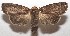  ( - 17-SRNP-105512)  @14 [ ] CreativeCommons - Attribution Non-Commercial Share-Alike (2018) Daniel H. Janzen Guanacaste Dry Forest Conservation Fund