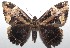  ( - 17-SRNP-105531)  @14 [ ] CreativeCommons - Attribution Non-Commercial Share-Alike (2018) Daniel H. Janzen Guanacaste Dry Forest Conservation Fund