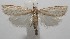  ( - 17-SRNP-105619)  @11 [ ] CreativeCommons - Attribution Non-Commercial Share-Alike (2018) Daniel H. Janzen Guanacaste Dry Forest Conservation Fund