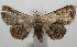  ( - 17-SRNP-105678)  @13 [ ] CreativeCommons - Attribution Non-Commercial Share-Alike (2018) Daniel H. Janzen Guanacaste Dry Forest Conservation Fund