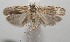  ( - 17-SRNP-105695)  @11 [ ] CreativeCommons - Attribution Non-Commercial Share-Alike (2018) Daniel H. Janzen Guanacaste Dry Forest Conservation Fund