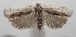  ( - 17-SRNP-105698)  @11 [ ] CreativeCommons - Attribution Non-Commercial Share-Alike (2018) Daniel H. Janzen Guanacaste Dry Forest Conservation Fund