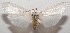  ( - 17-SRNP-105748)  @11 [ ] CreativeCommons - Attribution Non-Commercial Share-Alike (2018) Daniel H. Janzen Guanacaste Dry Forest Conservation Fund
