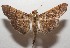  ( - 17-SRNP-105781)  @13 [ ] CreativeCommons - Attribution Non-Commercial Share-Alike (2018) Daniel H. Janzen Guanacaste Dry Forest Conservation Fund