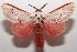 ( - 17-SRNP-105849)  @14 [ ] CreativeCommons - Attribution Non-Commercial Share-Alike (2018) Daniel H. Janzen Guanacaste Dry Forest Conservation Fund