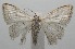  ( - 17-SRNP-105910)  @11 [ ] CreativeCommons - Attribution Non-Commercial Share-Alike (2018) Daniel H. Janzen Guanacaste Dry Forest Conservation Fund