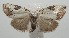  ( - 17-SRNP-105916)  @13 [ ] CreativeCommons - Attribution Non-Commercial Share-Alike (2018) Daniel H. Janzen Guanacaste Dry Forest Conservation Fund