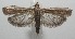  ( - 17-SRNP-105937)  @11 [ ] CreativeCommons - Attribution Non-Commercial Share-Alike (2018) Daniel H. Janzen Guanacaste Dry Forest Conservation Fund