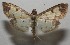  ( - 17-SRNP-106029)  @11 [ ] CreativeCommons - Attribution Non-Commercial Share-Alike (2018) Daniel H. Janzen Guanacaste Dry Forest Conservation Fund
