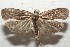  ( - 17-SRNP-106082)  @11 [ ] CreativeCommons - Attribution Non-Commercial Share-Alike (2018) Daniel H. Janzen Guanacaste Dry Forest Conservation Fund
